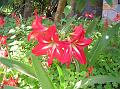 Johnson's Amaryllis